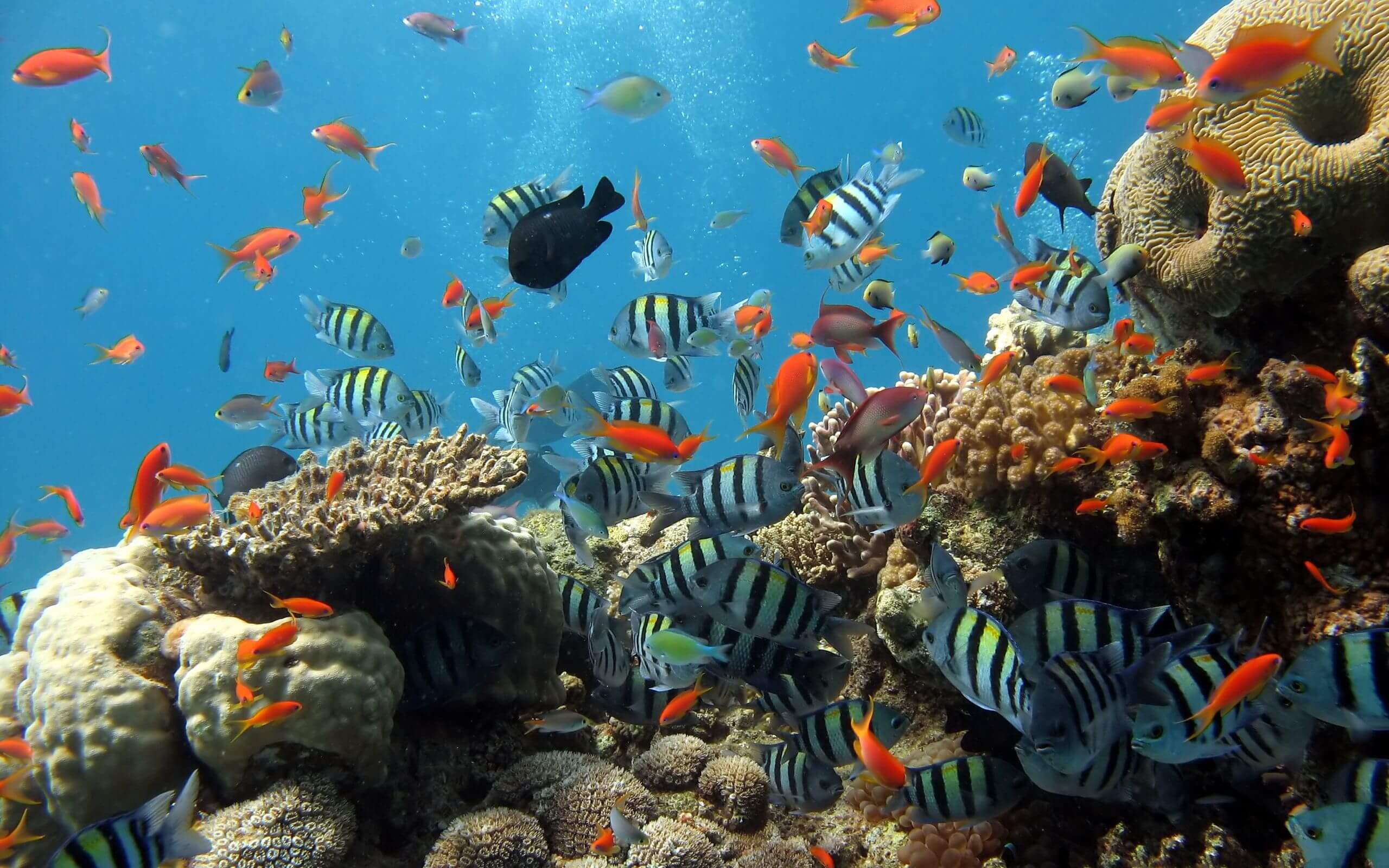 fantastic tour - snorkeling (vịnh san hô - mini beach)