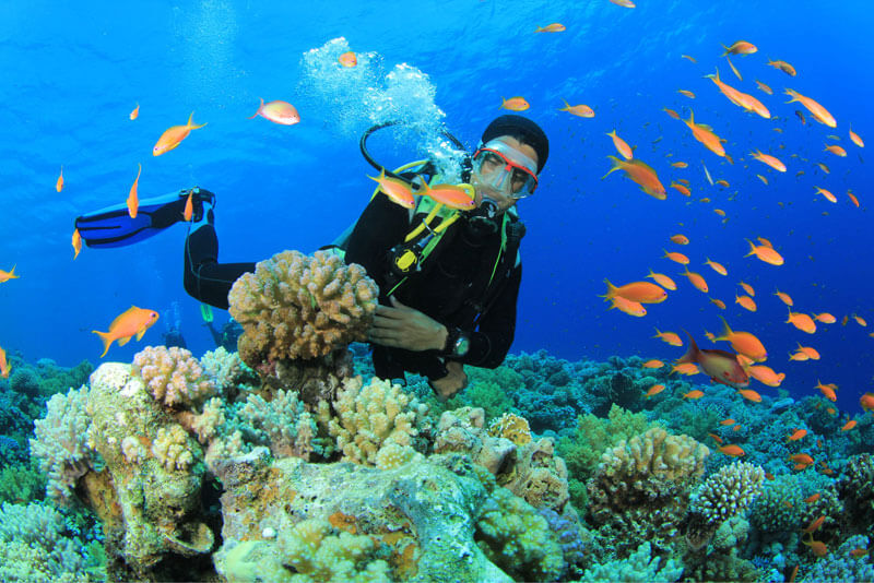 fantastic tour - snorkeling (vịnh san hô - mini beach)