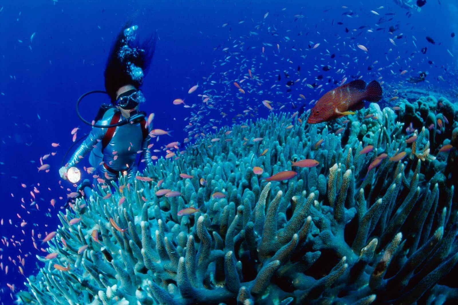 fantastic tour - snorkeling (vịnh san hô - mini beach)