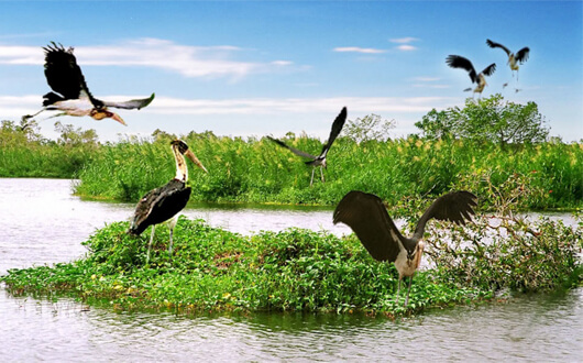 Tour Đồng Tháp 2 ngày 1 đêm