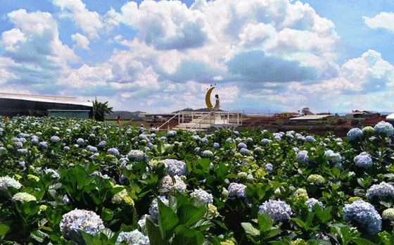 Du lịch đà lạt 