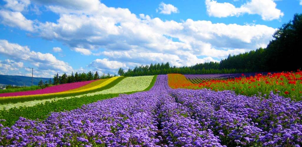 du lịch đà lạt 