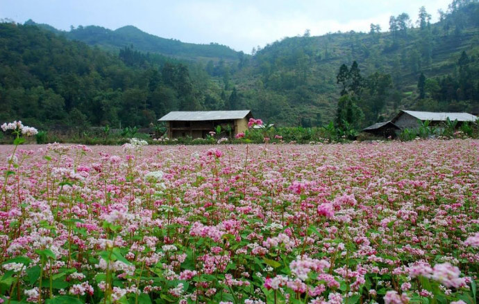 du lịch hà giang 